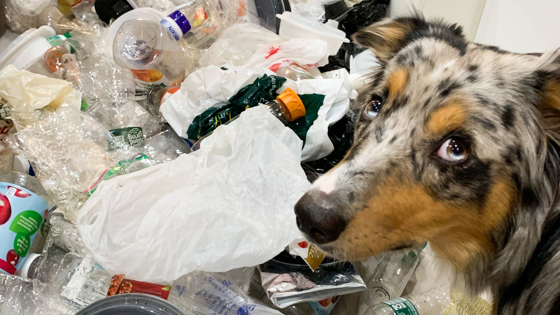 Photograph of a (very cute) dog looking back towards the camera in the foreground. In the background are hundreds of pieces of single-use plastic strewn about the floor.